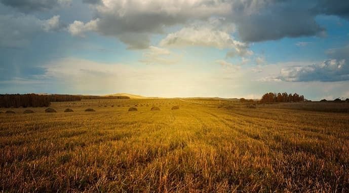 Суборенда агроземель різко подешевшала – майже вдвічі