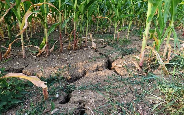 Агрометеоумови початку жовтня: дощі, посуха та ризики для врожаю – Укргідрометеоцентр