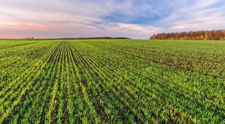  В Україні засіяли понад 5 млн га озимих зернових