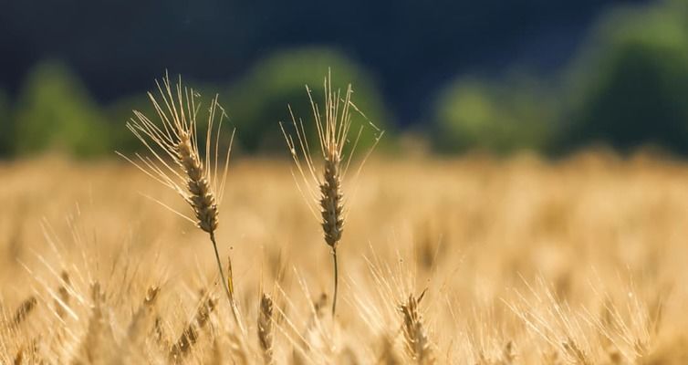 Ціна на ділянки «Земельного банку» зросла майже у 6 разів