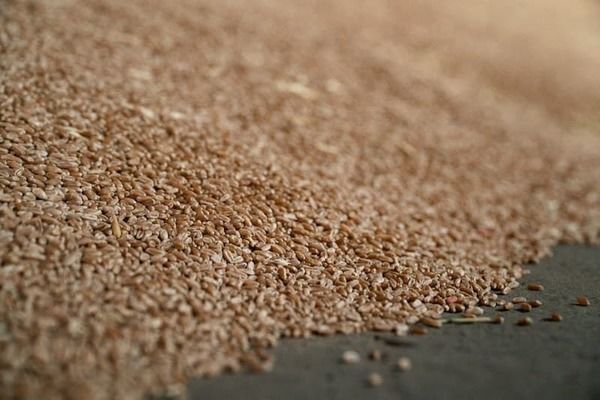 На Херсонщині зібрано понад 110 тис. тонн зернових — найгірший урожай за 20 років