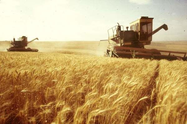 В Украине собрали 6,5 млн т зерновых