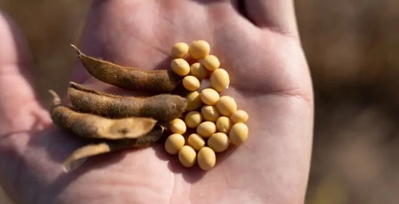 Уряд запускає контроль за експортом сої та ріпаку: пільги отримають лише ті, хто справді виростив урожай