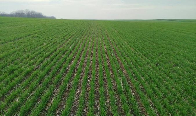 Тёплая осень продлила вегетацию озимых в Украине – данные Укргидрометцентра