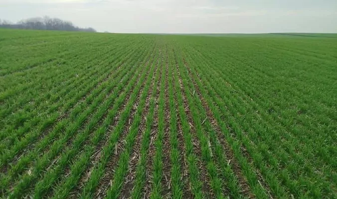 Осінь затрималась: озимі продовжують вегетацію через теплу погоду – Укргідрометеоцентр