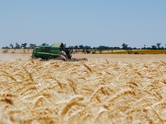 Канада зібрала рекордний урожай каноли та пшениці у 2025 році – Statistics Canada