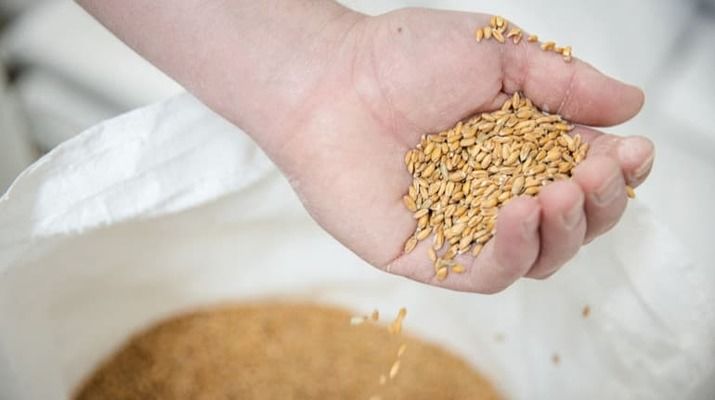 Урожай зерновых и масличных в Турции резко сократился