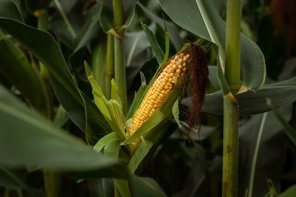 Експорт буксує: Україна різко скоротила поставки зерна, найбільше — кукурудзи