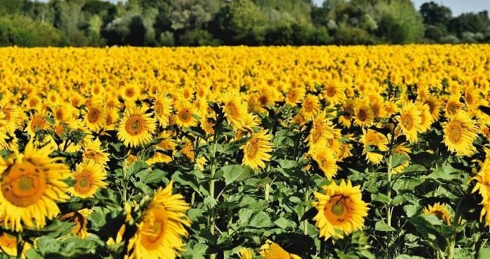 USDA підвищило прогноз світового виробництва олійних: Україна без змін на тлі недобору врожаю