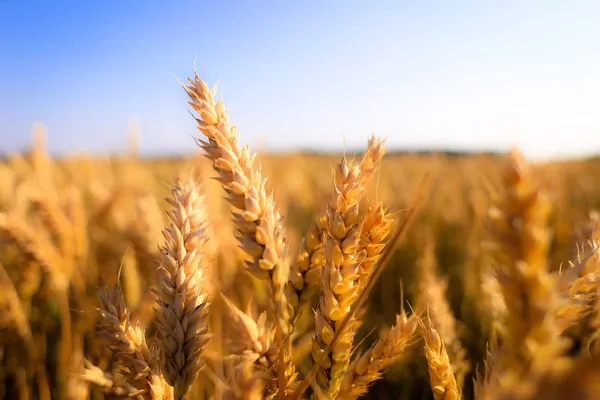 Экспорт пшеницы был слабым, но ситуация может измениться — ВАР