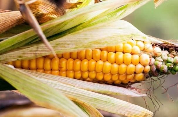 Світ збиратиме рекорд: IGC різко підвищила прогноз виробництва зерна