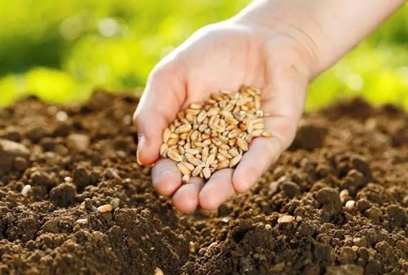 Посівна-2026 стане дорожчою: аграрії втратять до 15% через логістику і валюту