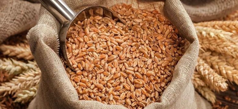 Урожай зерна в Марокко в 2026 году может вырасти до 8 млн тонн