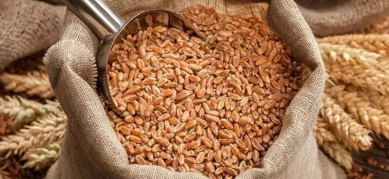 Урожай зерна в Марокко у 2026 році може зрости майже вдвічі