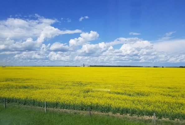 Канада змінює структуру посівів у 2026/27 МР: більше каноли, менше бобових