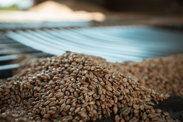 Украинский морской коридор обеспечил экспорт 100 млн тонн зерна