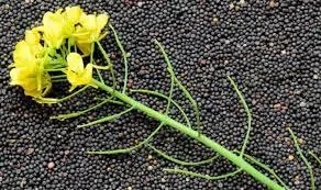 Ринок ріпаку входить у «міжсезоння»: пропозиція стрімко скорочується