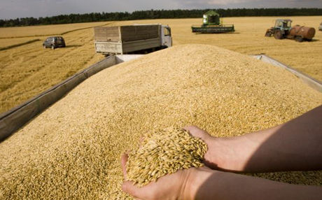 С начала 2017 года Украина экспортировала зерна на 3,3 млрд долл.