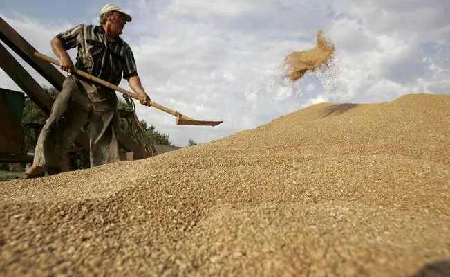 Аграрии Дагестана собрали треть урожая зерновых культур