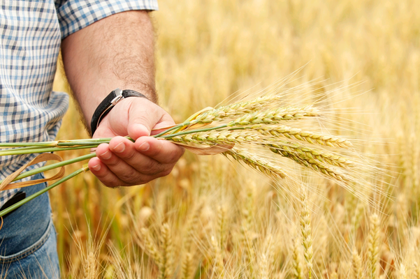 Украинские аграрии намолотили свыше 8 млн. тонн зерна