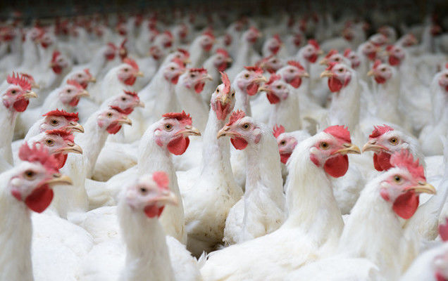 МХП наростив продажі курятини на 14,3%