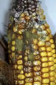 У Полтавській області виявлено летючу сажку