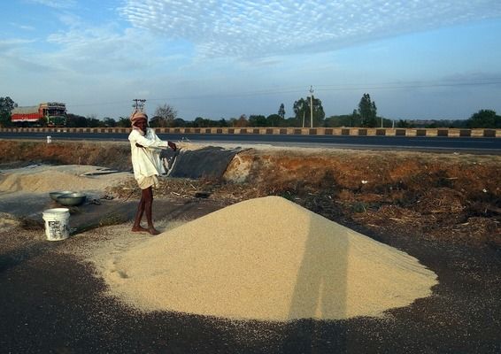 Индия, несмотря на рекордный урожай, продолжит импорт пшеницы
