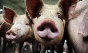 Уменьшение поголовья свиней является крупнейшим в животноводстве в прошлом году - Институт агроэкономики