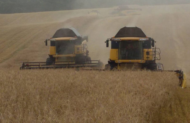 В Украине состояние посевов кукурузы оценивается, как удовлетворительное