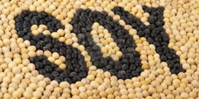 В США возможно снижение урожая сои