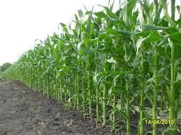 Урожай кукурузы в ЮАР побьёт рекорд 1981 года