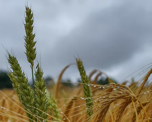 Евросоюз повышает прогнозы урожайности всей пшеницы и озимого ячменя
