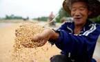 В июне Китай увеличил импорт кукурузы и ячменя и сократил - пшеницы