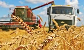 В Николаевской области завершена уборка ранних зерновых
