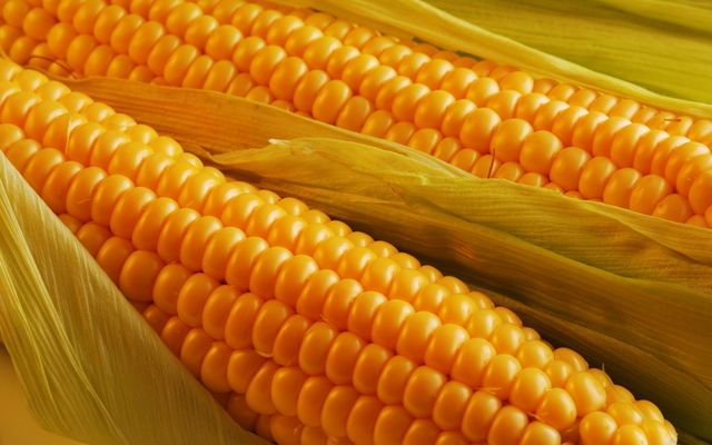 Украина экспортировала кукурузы на сумму $147 млн