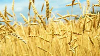В основных зерносеющих регионах Украины уборка зерновых сопровождается благоприятными погодными условиями – НААН
