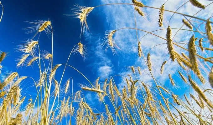 Украинские аграрии намолотили почти 26 млн т зерна