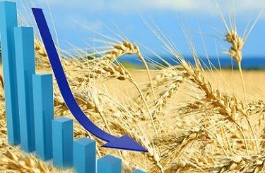 В США стартовала уборка яровой пшеницы