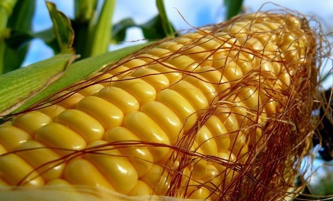 ЕС. Прогноз урожая кукурузы резко снижен, а импорта – повышен до рекордного уровня