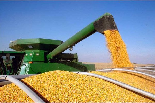 Відвантаження кукурудзи з морпортів України зросли втричі