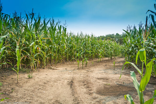 Посевы кукурузы в Житомирской области находятся в удовлетворительном состоянии