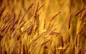 Германия: доля фуражного зерна в новом урожае пшеницы может вырасти вдвое и подорвать позиции экспорта