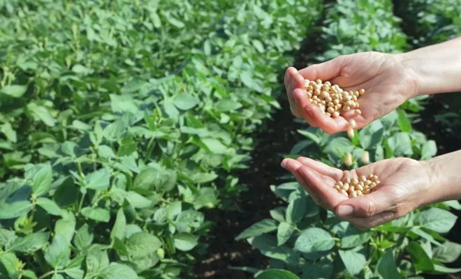 Посевы сои в Черниговской области находятся в неудовлетворительном состоянии