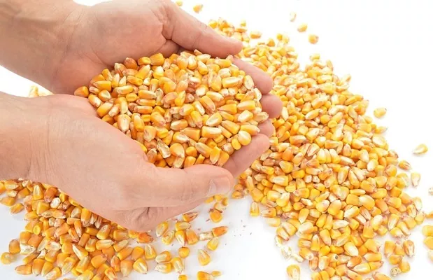 Зерновые терминалы в Украине сосредоточились на отгрузке кукурузы