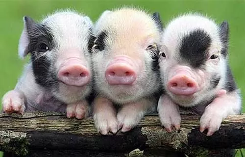 Правительство расширит господдержку на племенное свиноводство