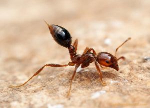 Угроза от огненных муравьев способствует росту продаж пестицидов в Японии