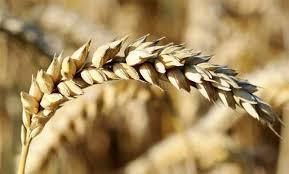 Индия планирует поставку пшеницы в Афганистан через Иран