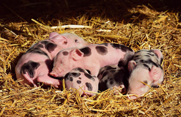 АЧС в Украине «съела» некоторые породы свиней