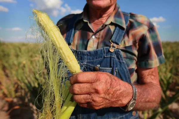 США: перспективы рекордного производства кукурузы и сои сохраняются