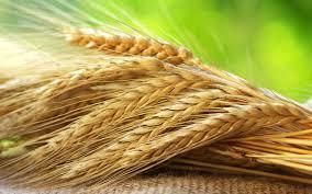 В Днепропетровской области собрано 2,6 млн. тонн зерна